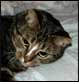 2005-02-01 00:00:00