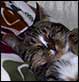 2006-12-03 13:40:57